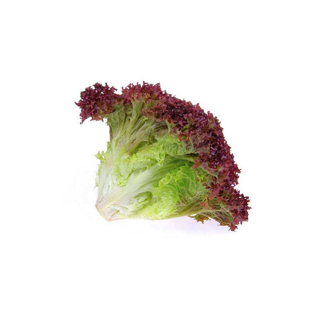 Benzer Lettuce Lollo Rosso 1Pkt