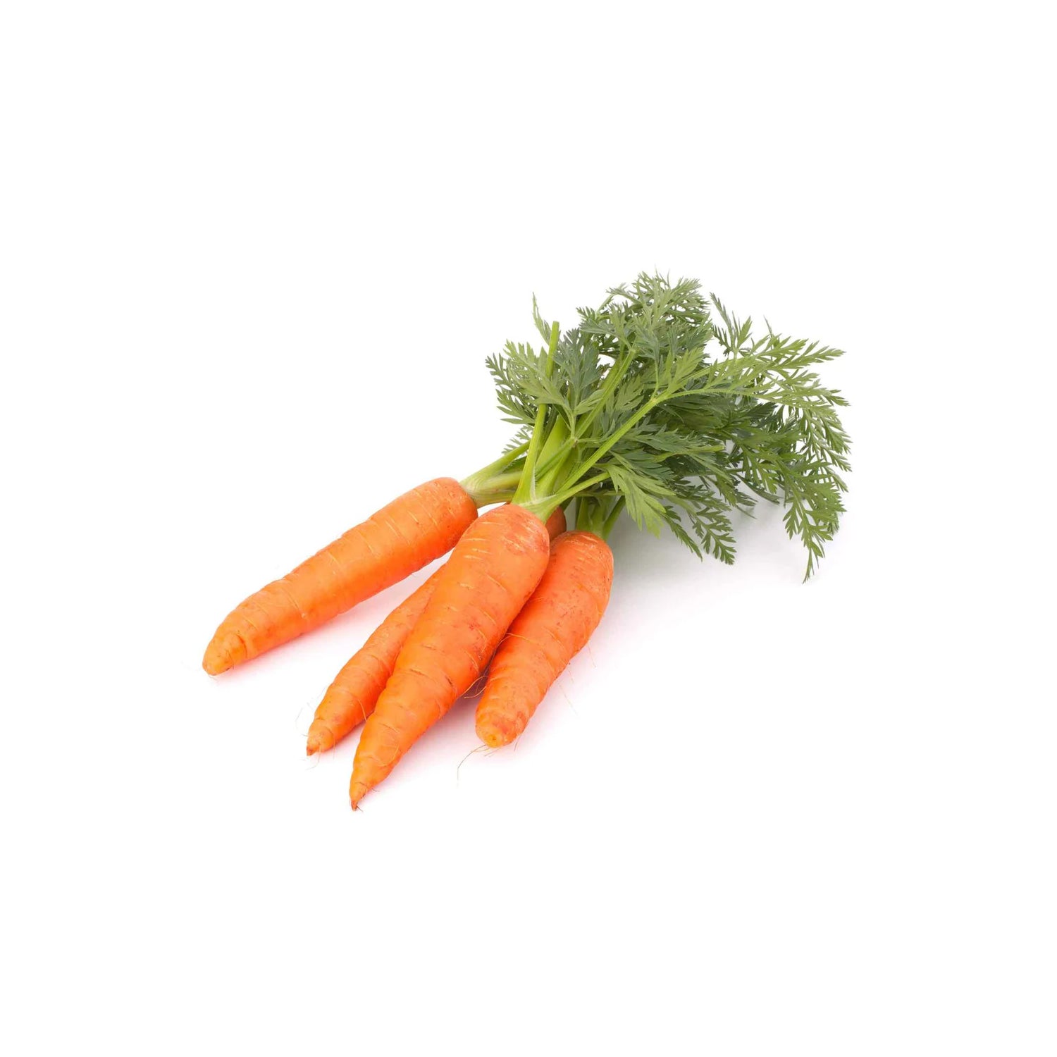 Orange Carrot