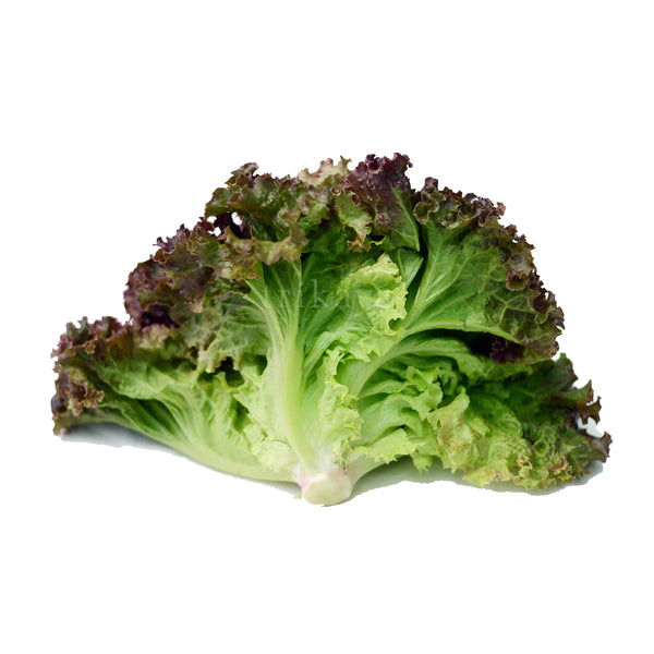 Trikaya Lettuce Lollo Rosso 1 Pc