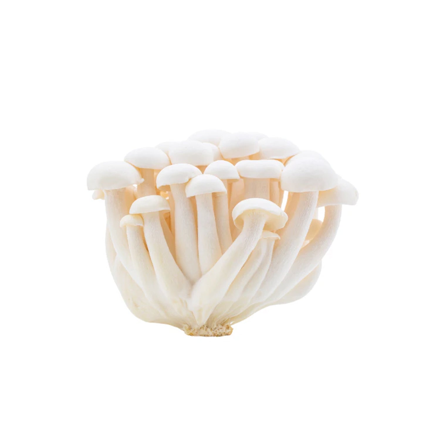 White Shimeji Mushroom 1Pkt